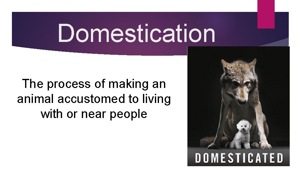 Domestication The process of making an animal accustomed to living with or near people