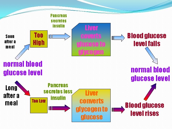 Pancreas secretes insulin Soon after a meal Too High Liver coverts glucose to glycogen