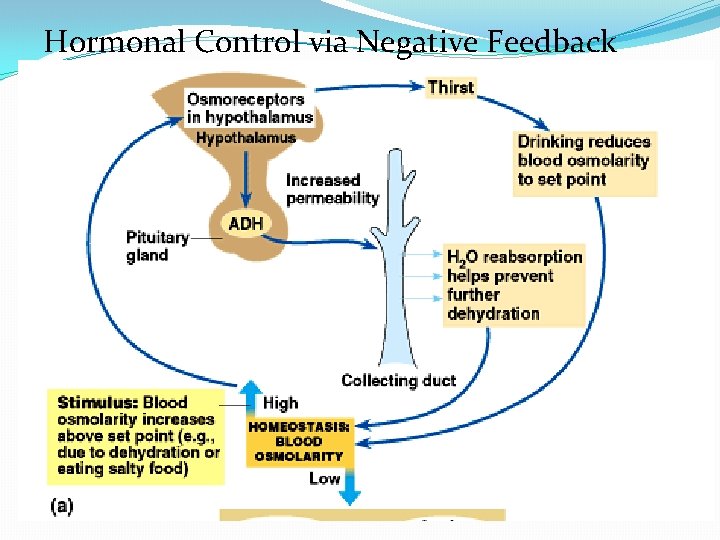 Hormonal Control via Negative Feedback 