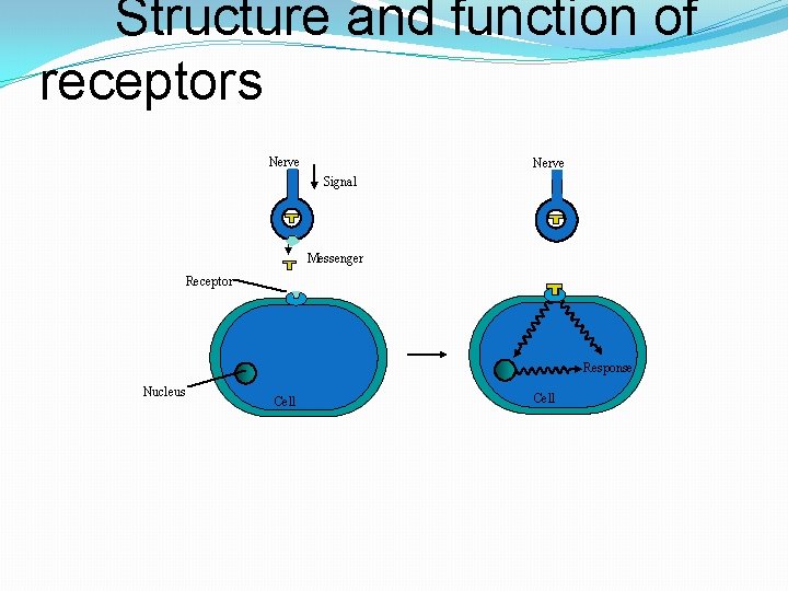 Structure and function of receptors Nerve Signal Messenger Receptor Response Nucleus Cell 