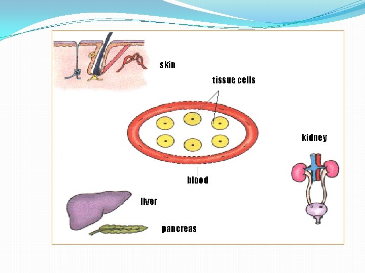 skin tissue cells kidney blood liver pancreas 