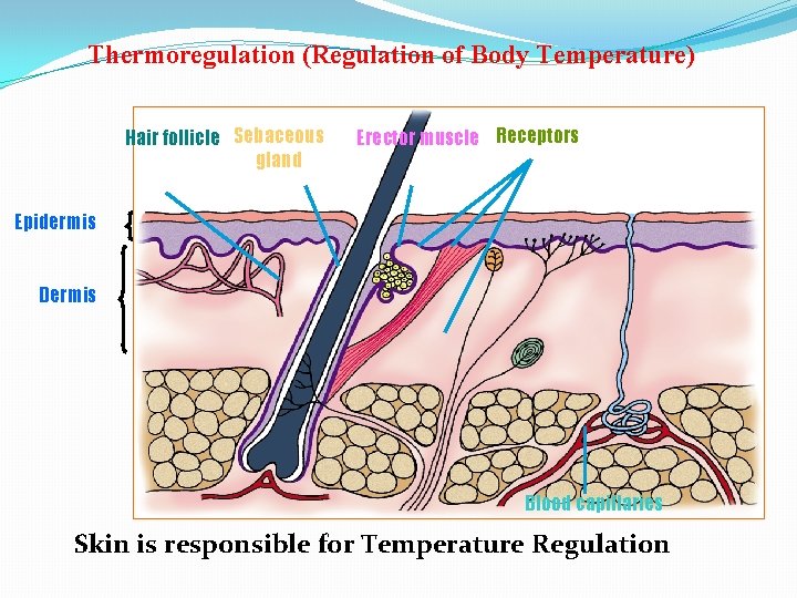 Thermoregulation (Regulation of Body Temperature) Hair follicle Sebaceous gland Erector muscle Receptors Epidermis Dermis