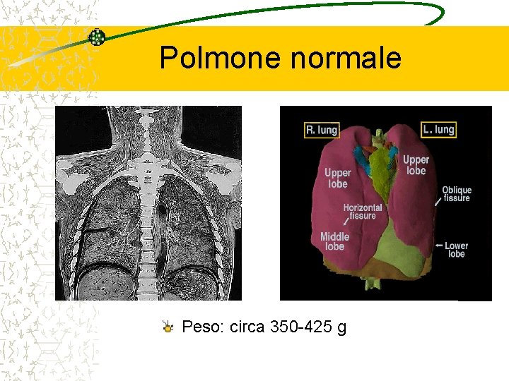 Polmone normale Peso: circa 350 -425 g 