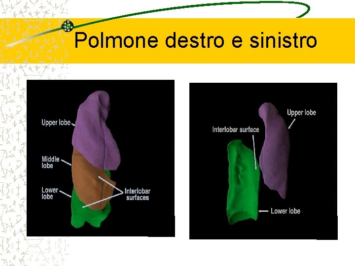 Polmone destro e sinistro 