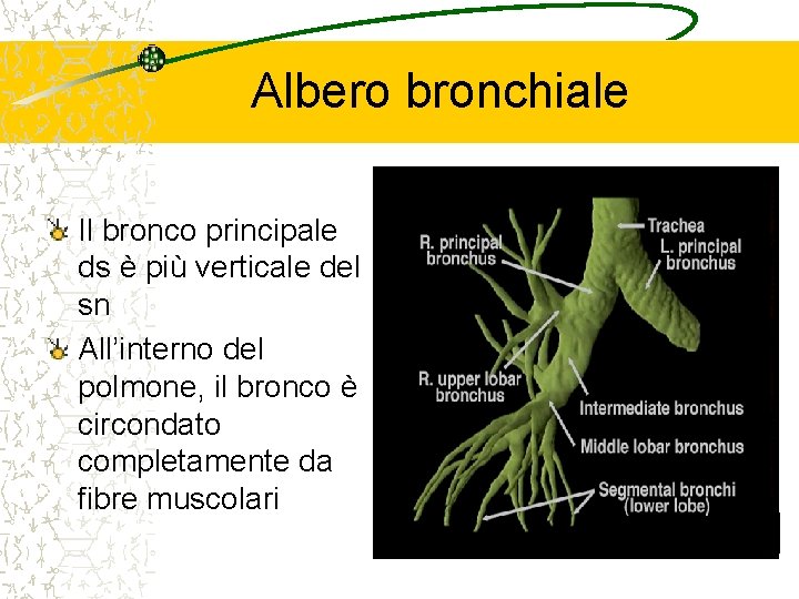 Albero bronchiale Il bronco principale ds è più verticale del sn All’interno del polmone,