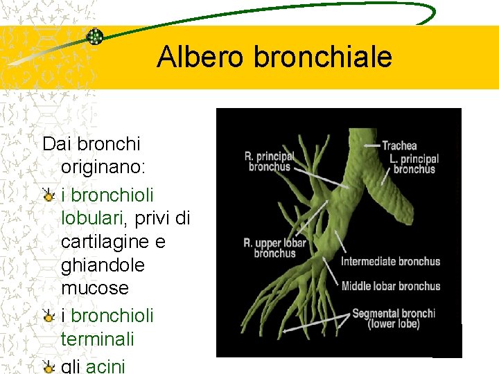 Albero bronchiale Dai bronchi originano: i bronchioli lobulari, privi di cartilagine e ghiandole mucose