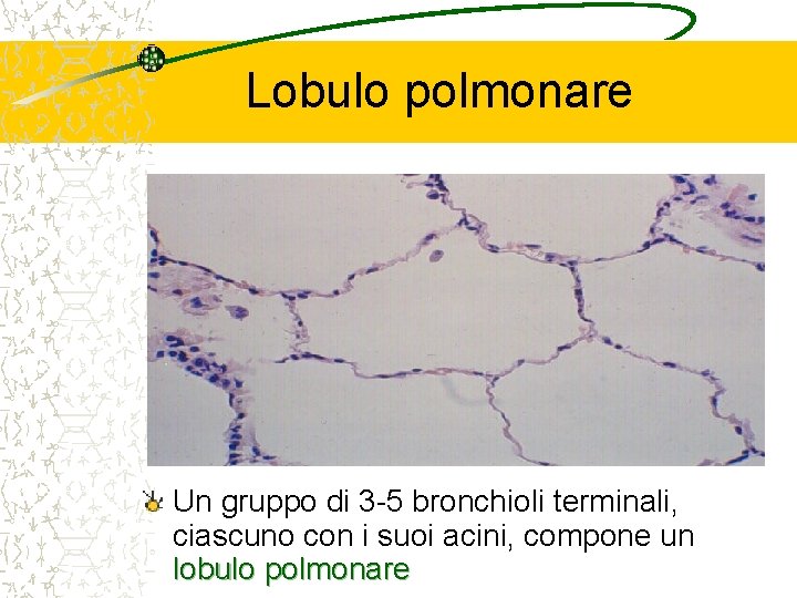 Lobulo polmonare Un gruppo di 3 -5 bronchioli terminali, ciascuno con i suoi acini,