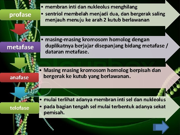 profase • membran inti dan nukleolus menghilang • sentriol membelah menjadi dua, dan bergerak