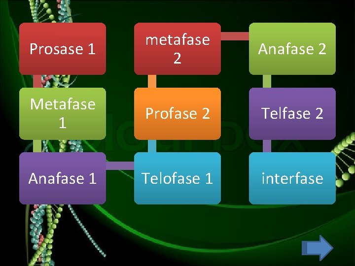 Prosase 1 metafase 2 Anafase 2 Metafase 1 Profase 2 Telfase 2 Anafase 1