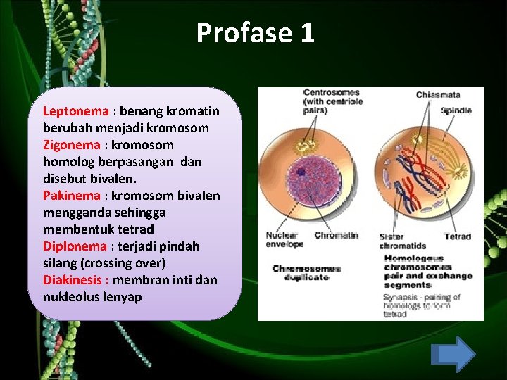 Profase 1 Leptonema : benang kromatin berubah menjadi kromosom Zigonema : kromosom homolog berpasangan