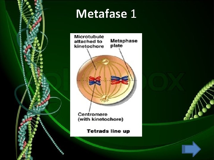 Metafase 1 