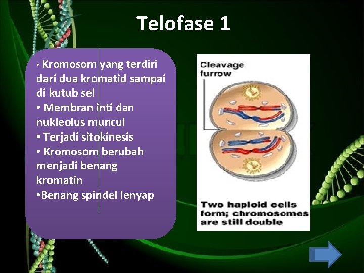 Telofase 1 • Kromosom yang terdiri dari dua kromatid sampai di kutub sel •