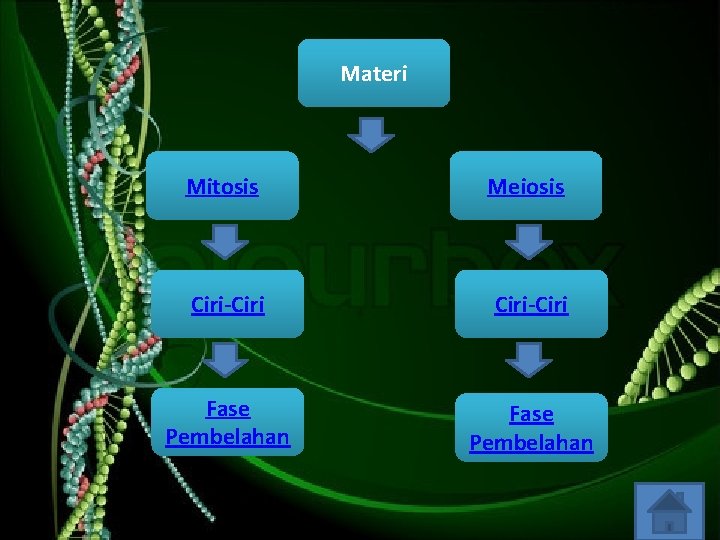 Materi Mitosis Meiosis Ciri-Ciri Fase Pembelahan 