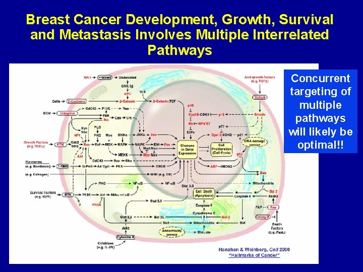 Breast Cancer Development, Growth, Survival and Metastasis Involves Multiple Interrelated Pathways Concurrent targeting of