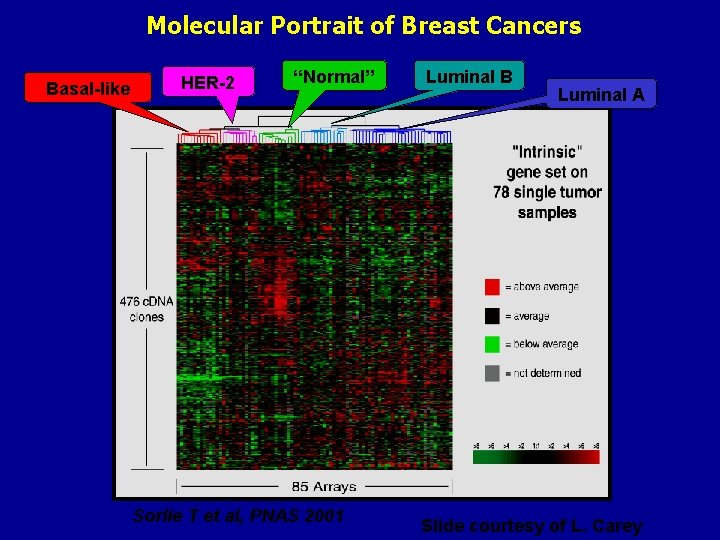 Molecular Portrait of Breast Cancers Basal-like HER-2 “Normal” Sorlie T et al, PNAS 2001