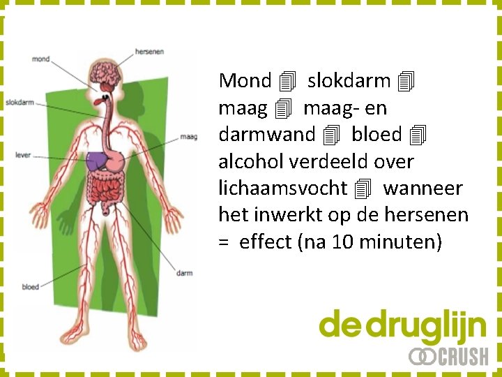 Mond slokdarm maag- en darmwand bloed alcohol verdeeld over lichaamsvocht wanneer het inwerkt op