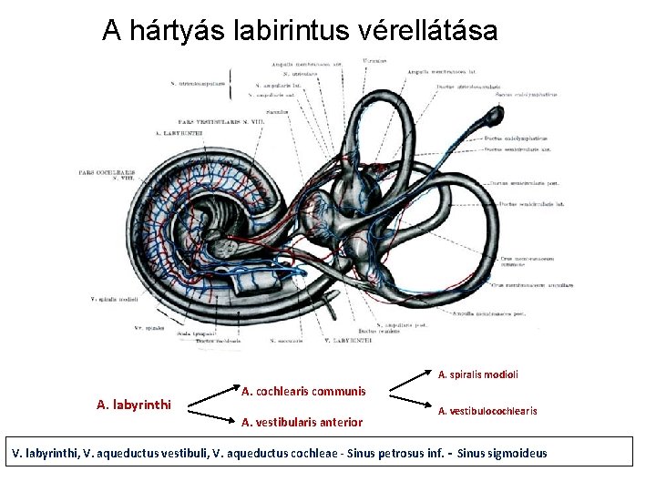 A hártyás labirintus vérellátása A. spiralis modioli A. labyrinthi A. cochlearis communis A. vestibularis