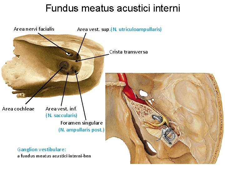 Fundus meatus acustici interni Area nervi facialis Area vest. sup. (N. utriculoampullaris) Crista transversa Fundus meatus acustici interni Area nervi facialis Area vest. sup. (N. utriculoampullaris) Crista transversa