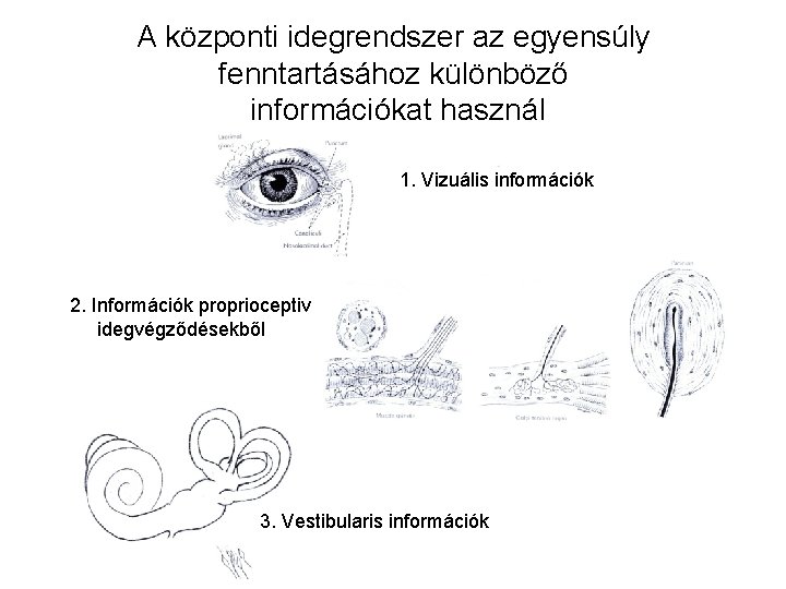 A központi idegrendszer az egyensúly fenntartásához különböző információkat használ 1. Vizuális információk 2. Információk A központi idegrendszer az egyensúly fenntartásához különböző információkat használ 1. Vizuális információk 2. Információk