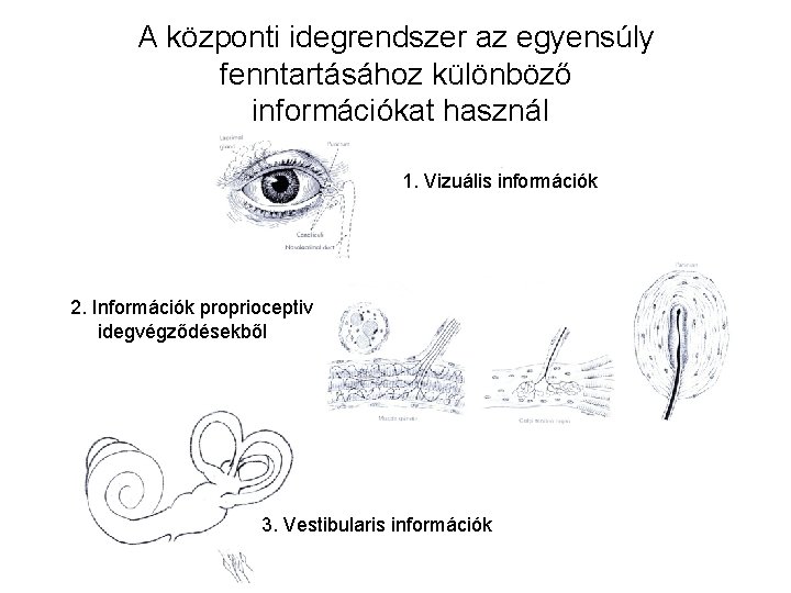 A központi idegrendszer az egyensúly fenntartásához különböző információkat használ 1. Vizuális információk 2. Információk