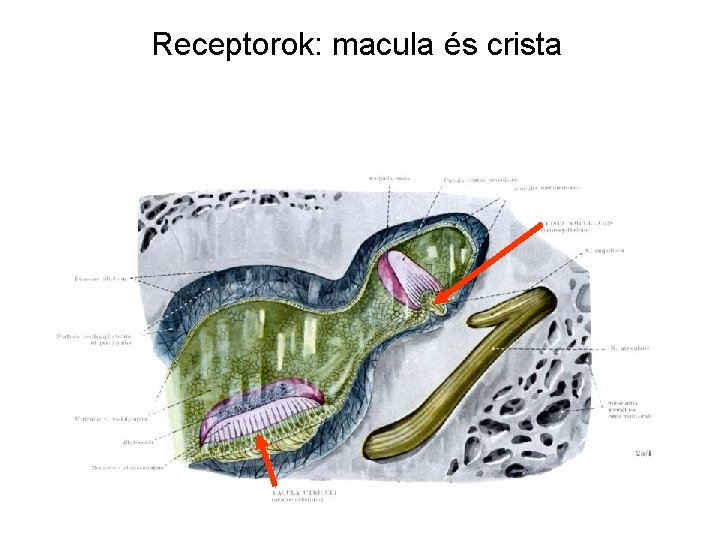 Receptorok: macula és crista Receptorok: macula és crista