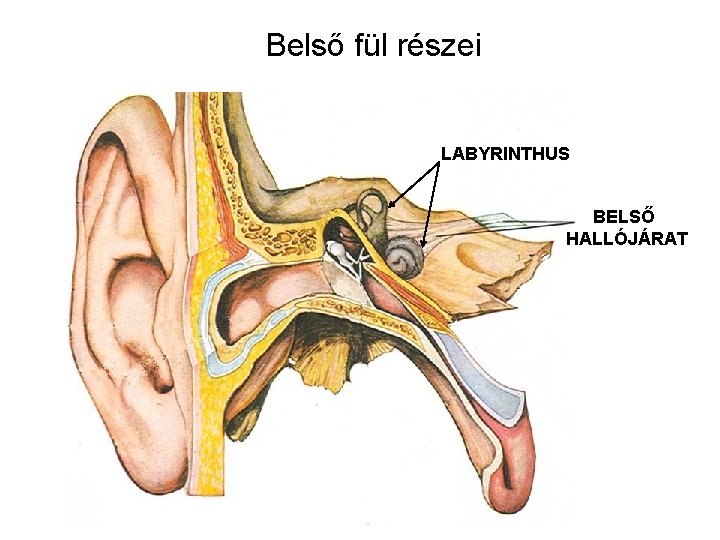 Belső fül részei LABYRINTHUS BELSŐ HALLÓJÁRAT Belső fül részei LABYRINTHUS BELSŐ HALLÓJÁRAT