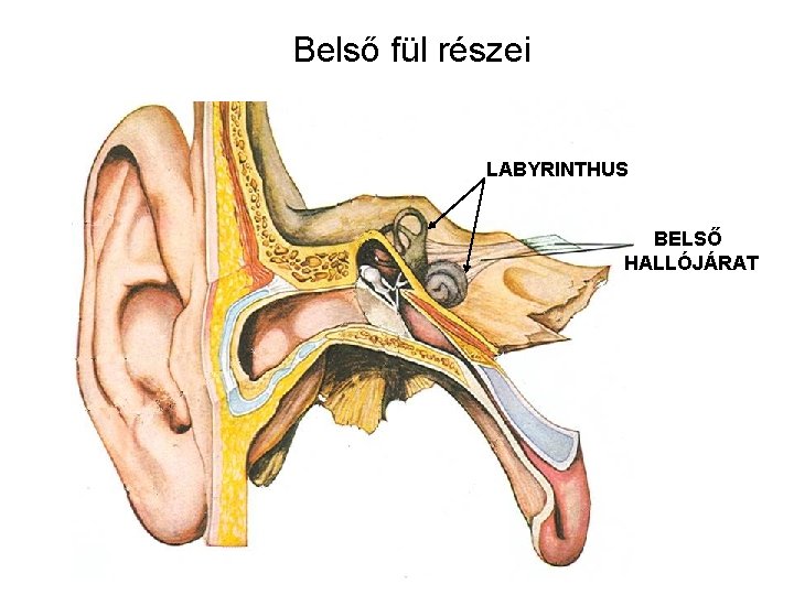 Belső fül részei LABYRINTHUS BELSŐ HALLÓJÁRAT 