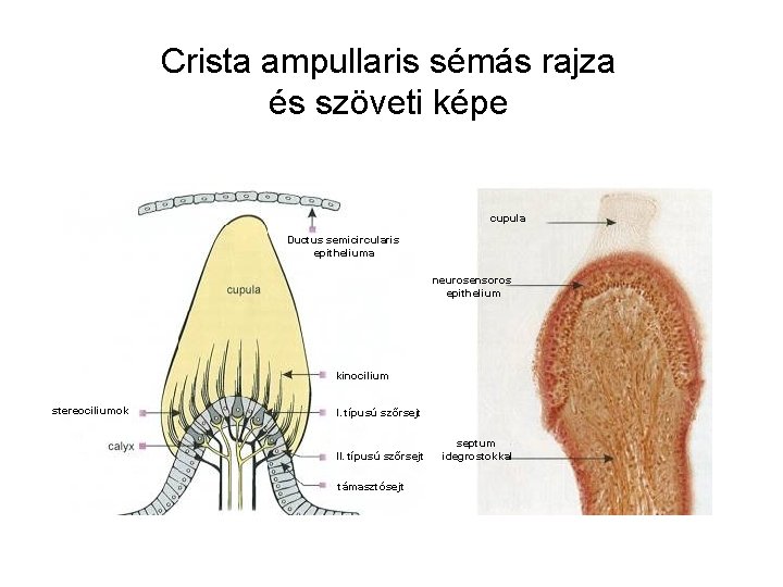Crista ampullaris sémás rajza és szöveti képe cupula Ductus semicircularis epitheliuma neurosensoros epithelium kinocilium