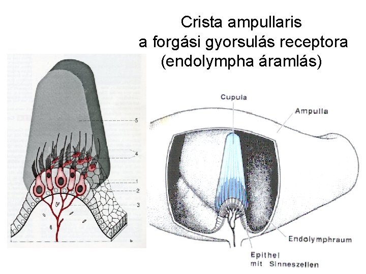 Crista ampullaris a forgási gyorsulás receptora (endolympha áramlás) Crista ampullaris a forgási gyorsulás receptora (endolympha áramlás)