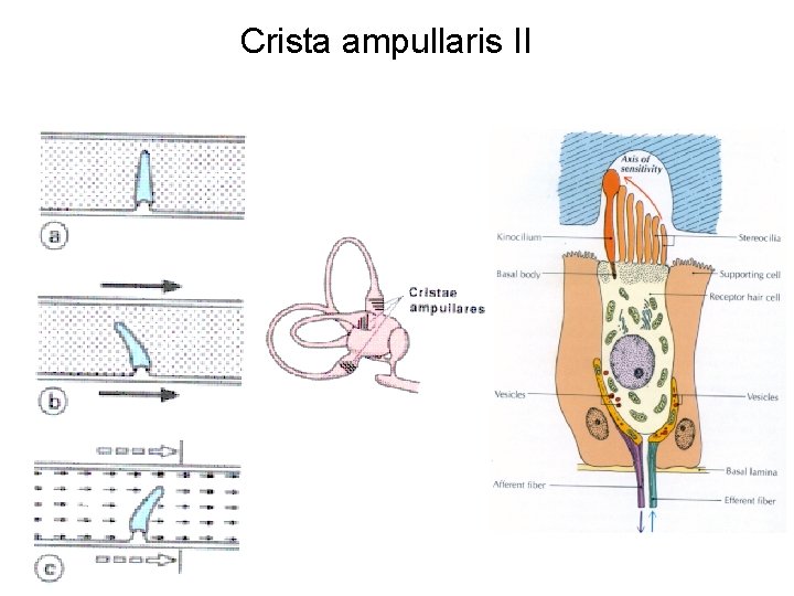 Crista ampullaris II 