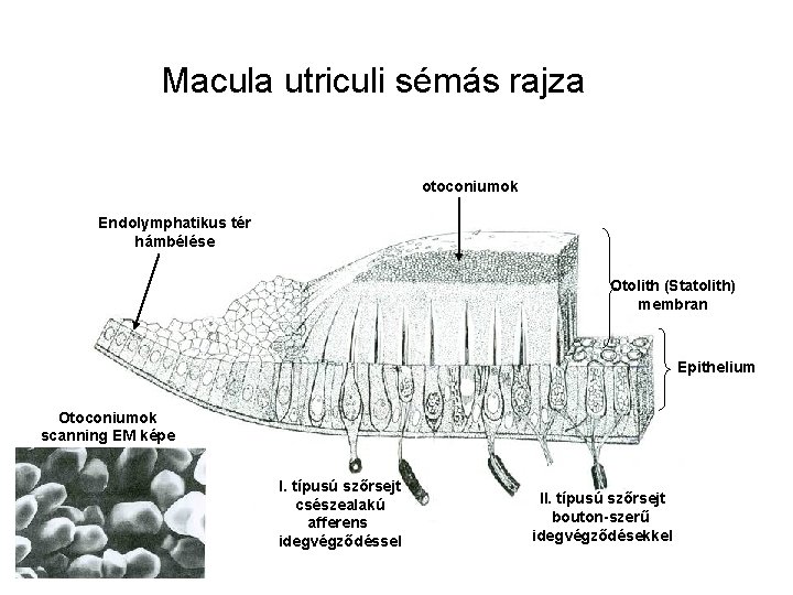 Macula utriculi sémás rajza otoconiumok Endolymphatikus tér hámbélése Otolith (Statolith) membran Epithelium Otoconiumok scanning