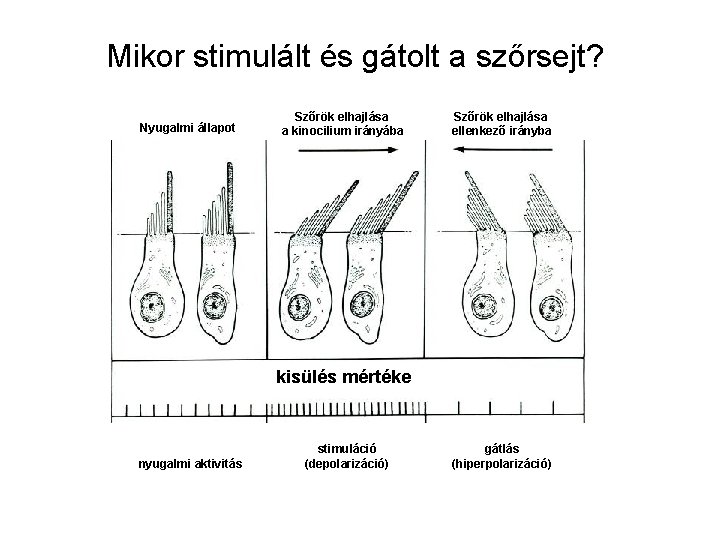 Mikor stimulált és gátolt a szőrsejt? Nyugalmi állapot Szőrök elhajlása a kinocilium irányába Szőrök Mikor stimulált és gátolt a szőrsejt? Nyugalmi állapot Szőrök elhajlása a kinocilium irányába Szőrök