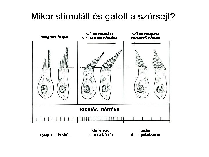 Mikor stimulált és gátolt a szőrsejt? Nyugalmi állapot Szőrök elhajlása a kinocilium irányába Szőrök