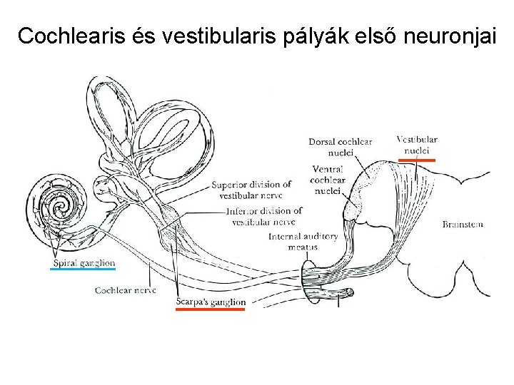 Cochlearis és vestibularis pályák első neuronjai 