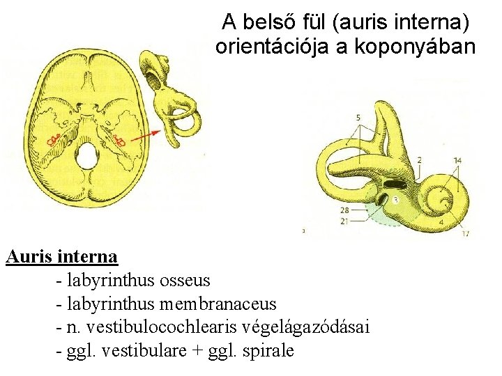 A belső fül (auris interna) orientációja a koponyában Auris interna - labyrinthus osseus -