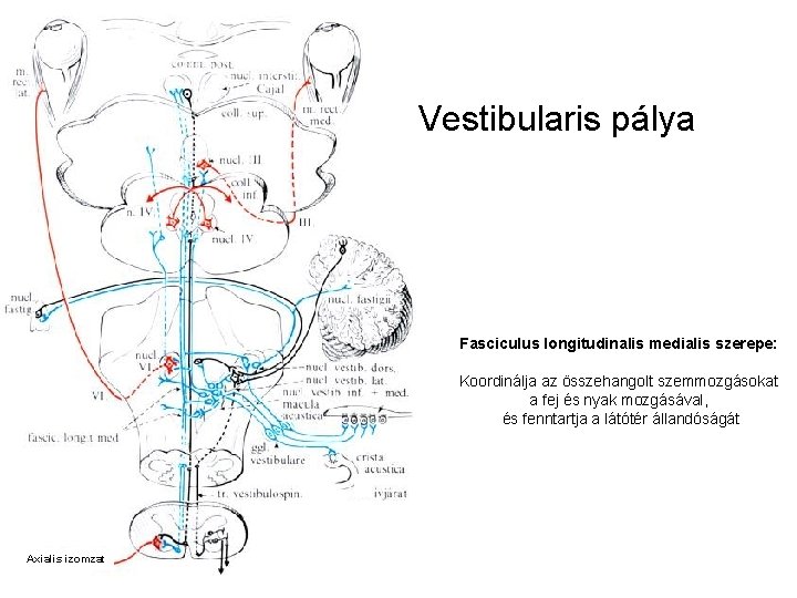 Vestibularis pálya Fasciculus longitudinalis medialis szerepe: Koordinálja az összehangolt szemmozgásokat a fej és nyak Vestibularis pálya Fasciculus longitudinalis medialis szerepe: Koordinálja az összehangolt szemmozgásokat a fej és nyak