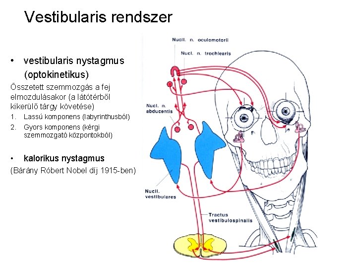 Vestibularis rendszer • vestibularis nystagmus (optokinetikus) Összetett szemmozgás a fej elmozdulásakor (a látótérből kikerülő