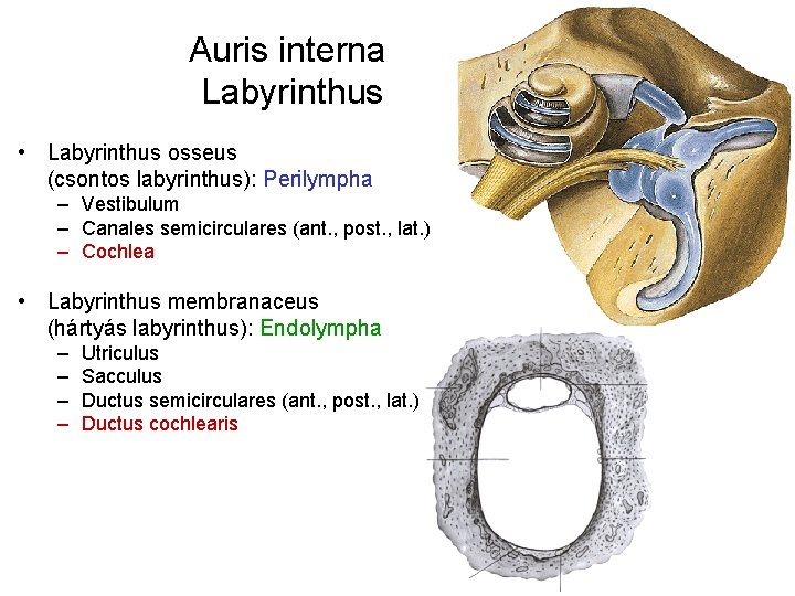 Auris interna Labyrinthus • Labyrinthus osseus (csontos labyrinthus): Perilympha – Vestibulum – Canales semicirculares