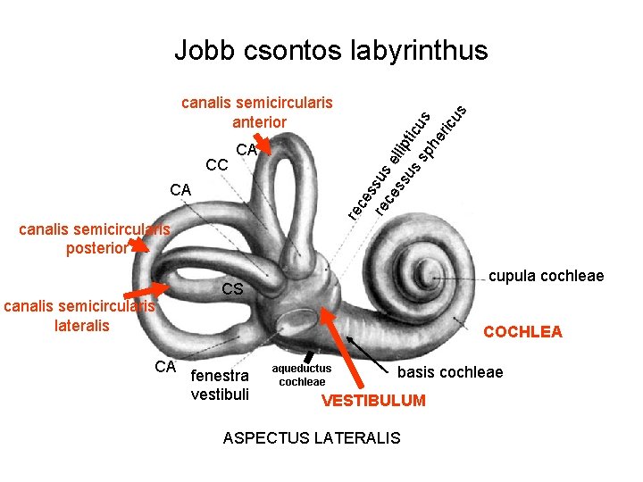 CC CA re CA canalis semicircularis posterior canalis semicircularis lateralis CA ce s re