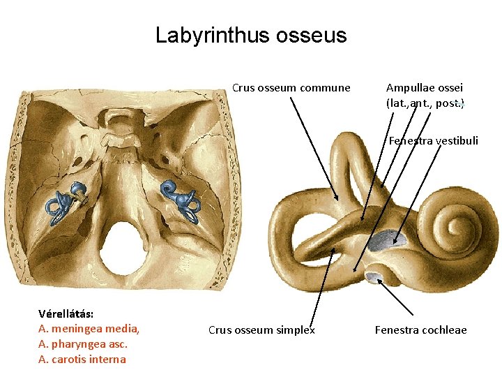 Labyrinthus osseus Crus osseum commune Ampullae ossei (lat. , ant. , post. ) Fenestra Labyrinthus osseus Crus osseum commune Ampullae ossei (lat. , ant. , post. ) Fenestra