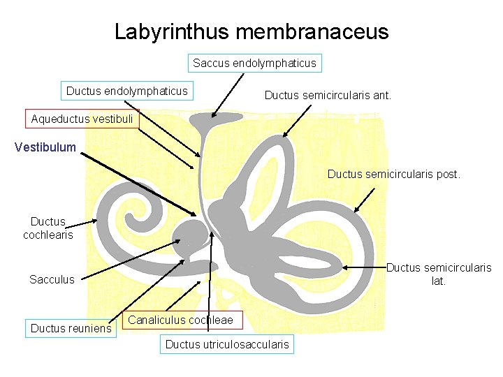 Labyrinthus membranaceus Saccus endolymphaticus Ductus semicircularis ant. Aqueductus vestibuli Vestibulum Ductus semicircularis post. Ductus