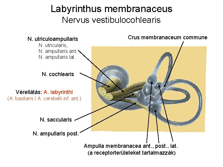 Labyrinthus membranaceus Nervus vestibulocohlearis N. utriculoampullaris Crus membranaceum commune N. utricularis, N. ampullaris ant. Labyrinthus membranaceus Nervus vestibulocohlearis N. utriculoampullaris Crus membranaceum commune N. utricularis, N. ampullaris ant.