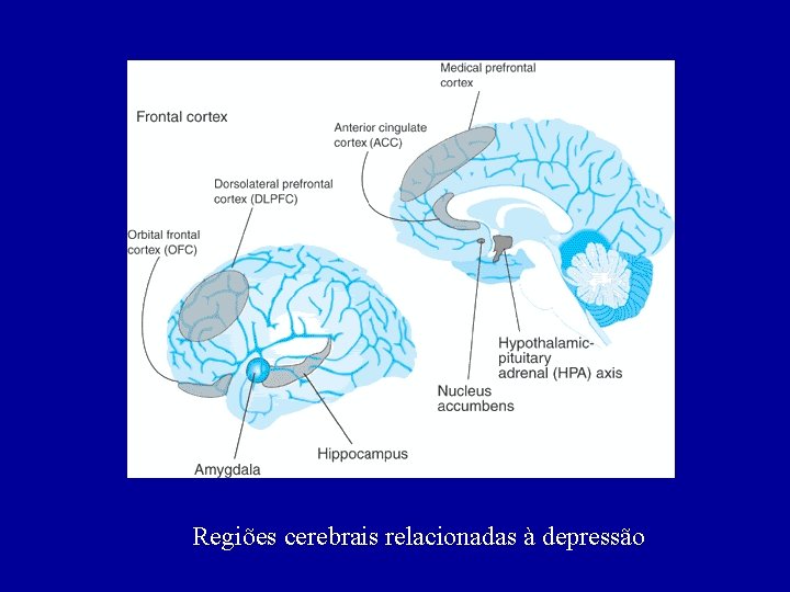 Regiões cerebrais relacionadas à depressão 