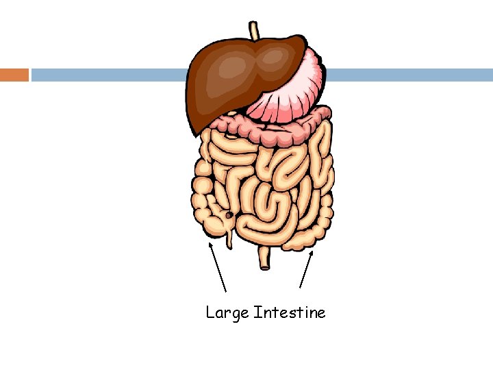Large Intestine 
