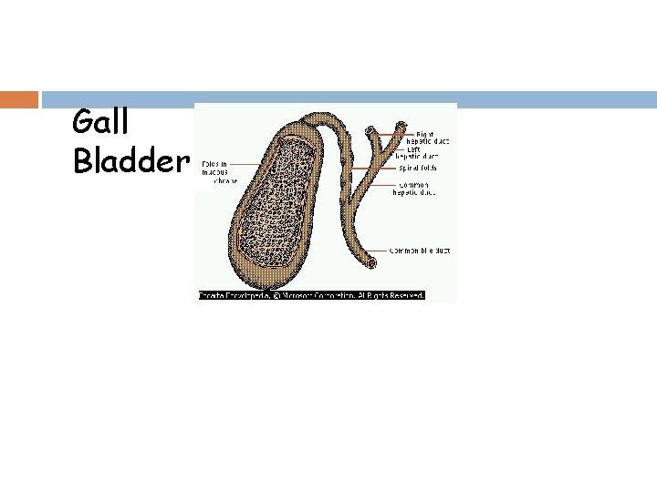 Gall Bladder 