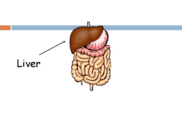 Liver 