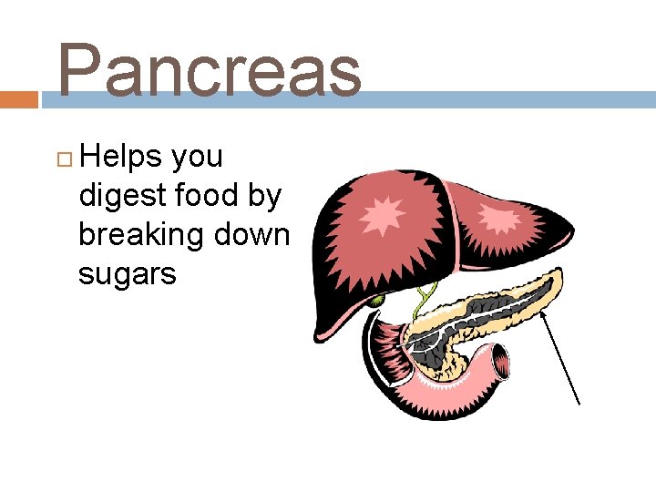 Pancreas Helps you digest food by breaking down sugars 