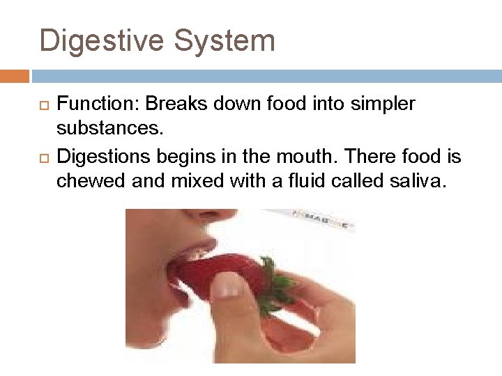 Digestive System Function: Breaks down food into simpler substances. Digestions begins in the mouth.