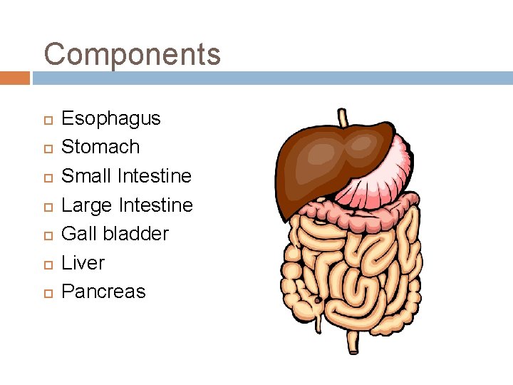 Components Esophagus Stomach Small Intestine Large Intestine Gall bladder Liver Pancreas 