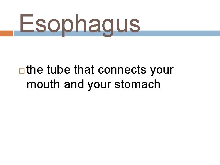 Esophagus the tube that connects your mouth and your stomach 